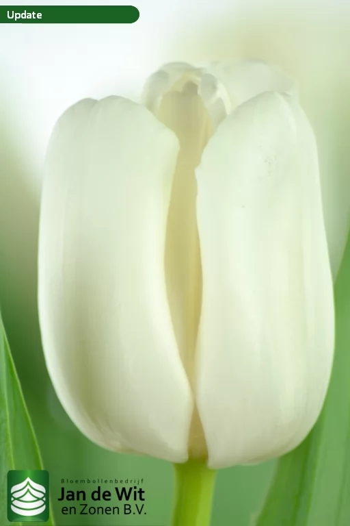 Тюльпан ‘Update’